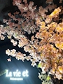 新着ブログ 🌸お花見イベント🌸