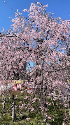 デブ花見【デブ】