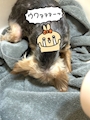 chiko