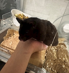 くれあ