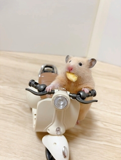 しおん‪🫶