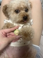 新着ブログ ぽんぽこ犬🐶