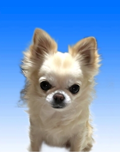 プロフィール写真2・やまちん｜鳥100mixBAR・トリヒャクミックスバー - 船橋のオカマ/ニューハーフ