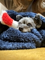chiko