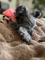 chiko