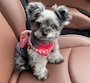 chiko
