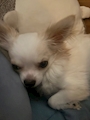 chiko