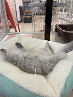 あゆみ