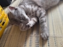 Sugar