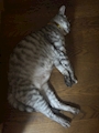Sugar