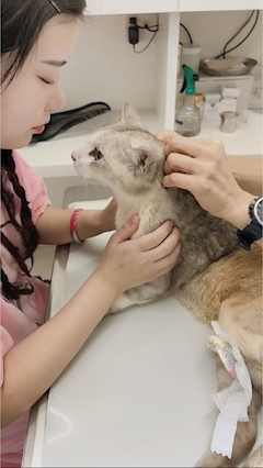 プロフィール写真1・河野かれん｜Sugar・シュガー - 岡山市（中央町）のスナック