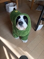 chiko
