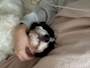 chiko
