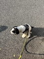 chiko