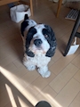 chiko