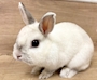 新着ブログ 名古屋うさぎカフェ🐰