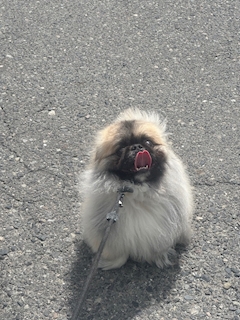 白咲　めい