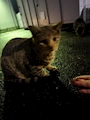 chiko