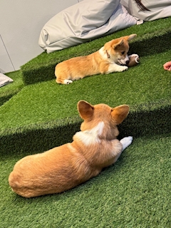 しょこら🐈‍⬛❤️‍🔥LoungeLien「初‼️コーギーカフェ‼️‼️」