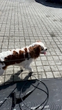 chiko