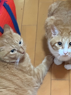 あゆむ「🙂」