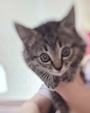 chiko