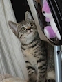 chiko