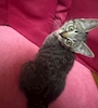 chiko