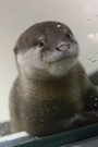 ゆい