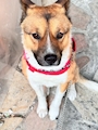 chiko