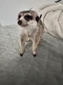 chiko