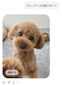 新着ブログ ちゃっぴー🐶