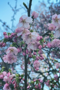 かえで「有意義な休日🌸」
