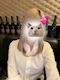 プロフィール写真4・ひまり シュシュ新橋SL店|ChouChou新橋SL店・シュシュ新橋エスエル店 - 新橋のキャバクラ