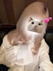 プロフィール写真1・ひまり シュシュ新橋SL店|ChouChou新橋SL店・シュシュ新橋エスエル店 - 新橋のキャバクラ