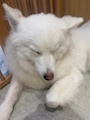 chiko