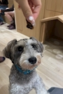 chiko