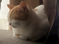 うめちゃん