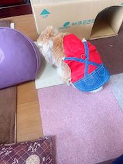 chiko