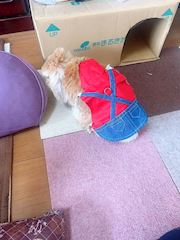 chiko