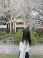 さくら
