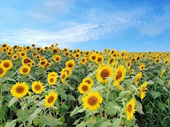 プロフィール写真5・灯花|Eternal・エターナル - 国分町のスナック