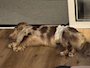 chiko