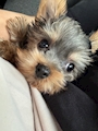 chiko