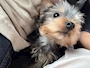 chiko