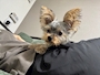 chiko