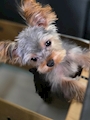 chiko