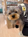 chiko