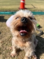 chiko
