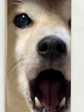 ゆずき